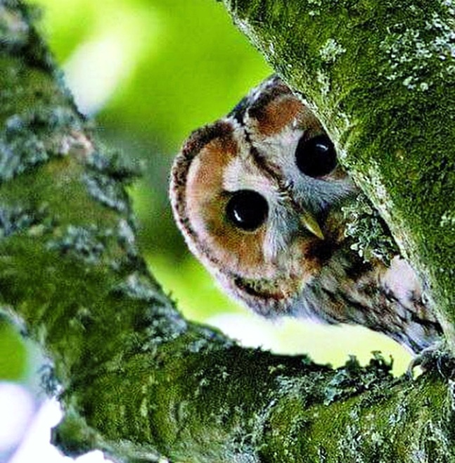 Mindful Nature Photo Safari tours, Una, BA